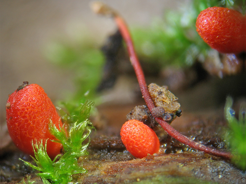 Lycogala conicum